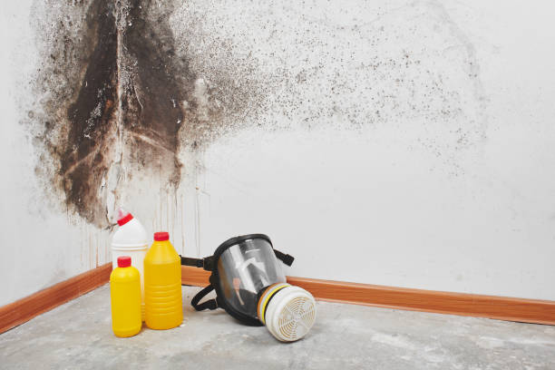 Best Local Mold Removal Service  in Union Gap, WA