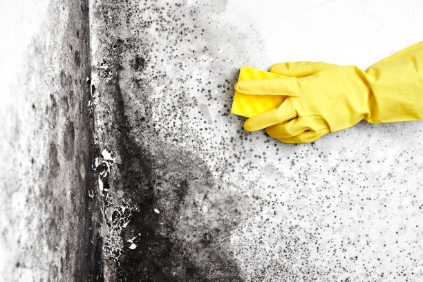 Certified Mold Removal in Union Gap, WA