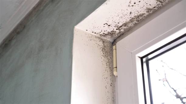 Best Mold Removal Near Me  in Union Gap, WA