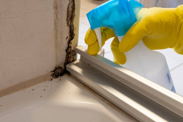 Best Office Mold Removal Services  in Union Gap, WA
