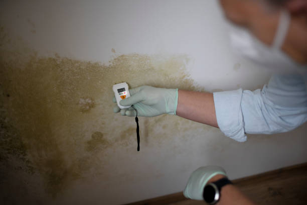 Mold Removal and Inspection in Union Gap, WA
