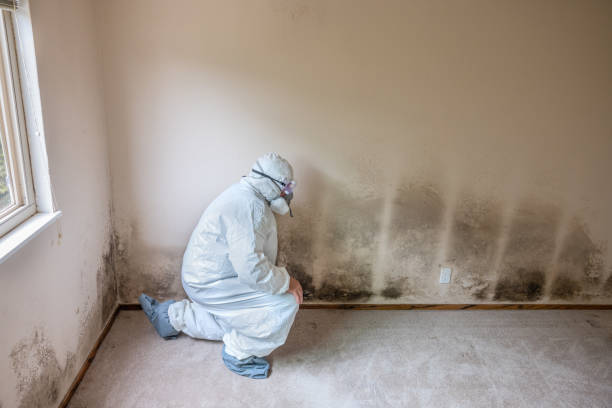 Best Certified Mold Removal  in Union Gap, WA