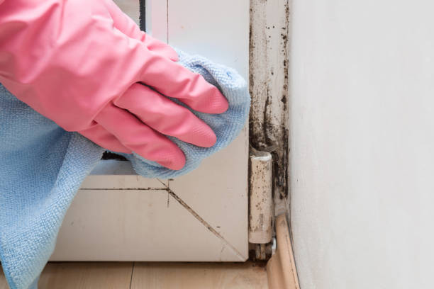 Best Mold Testing  in Union Gap, WA