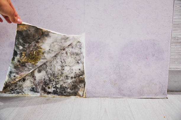 Best Professional Mold Removal  in Union Gap, WA